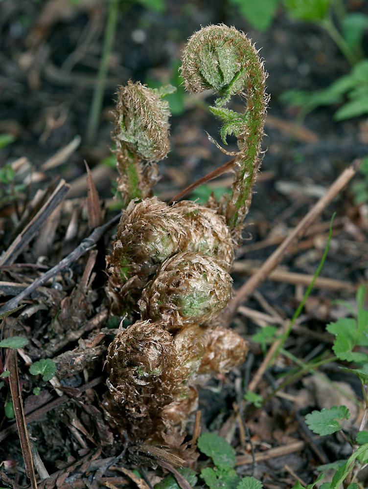 Изображение особи Dryopteris filix-mas.