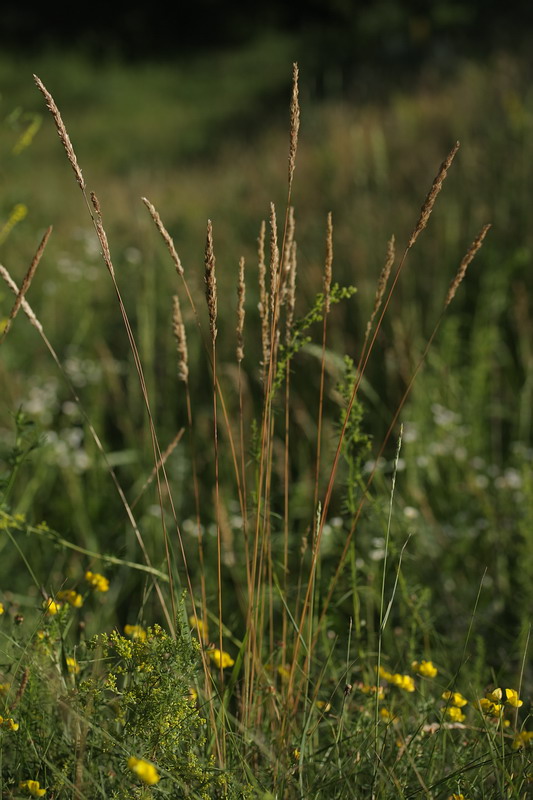 Image of Koeleria macrantha specimen.