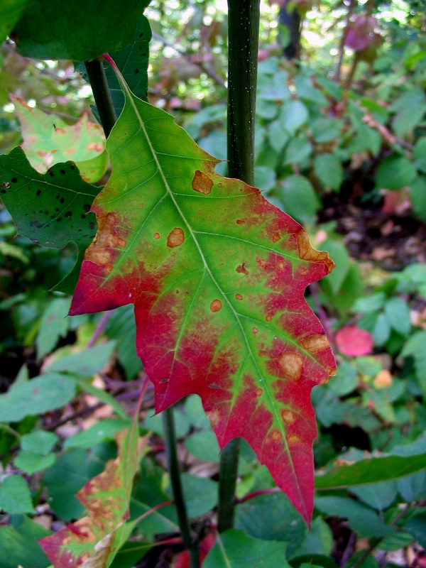 Image of Quercus rubra specimen.