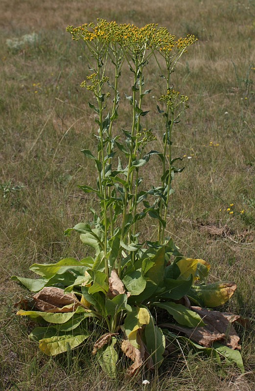 Изображение особи Senecio schwetzowii.