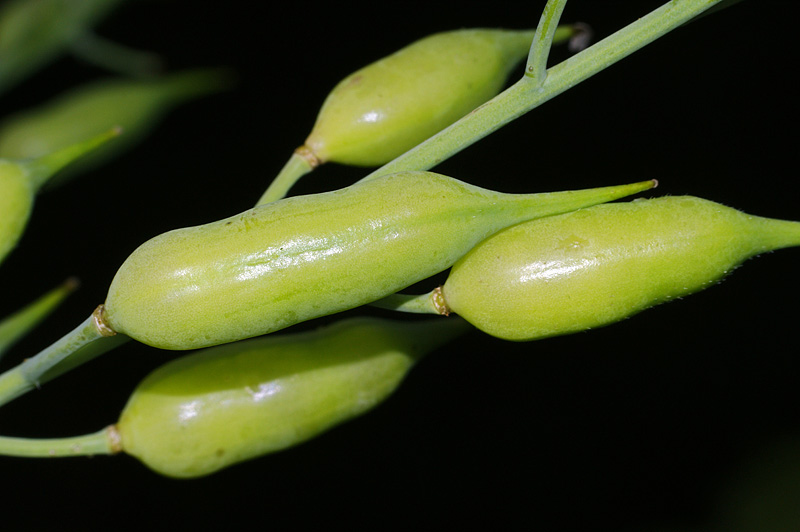 Image of Raphanus raphanistroides specimen.