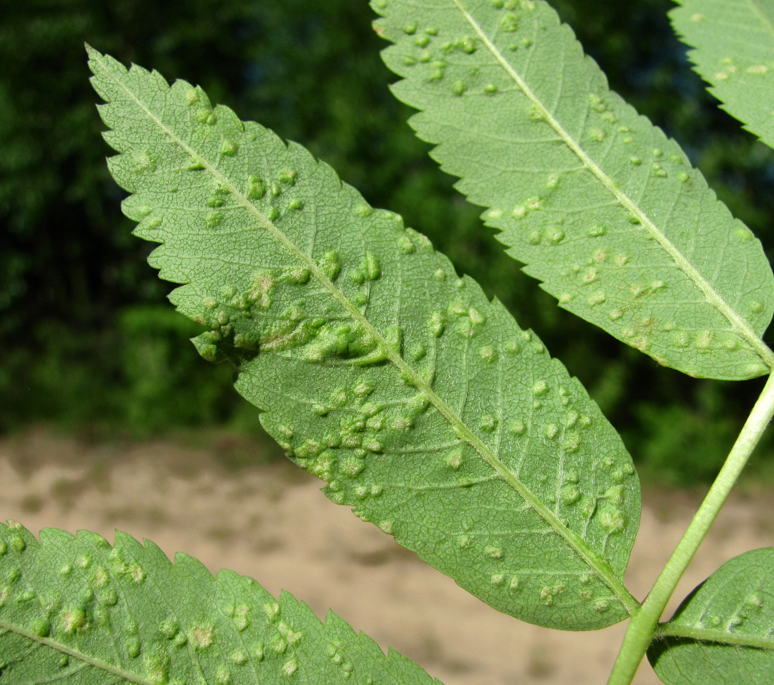 Изображение особи Sorbus aucuparia.