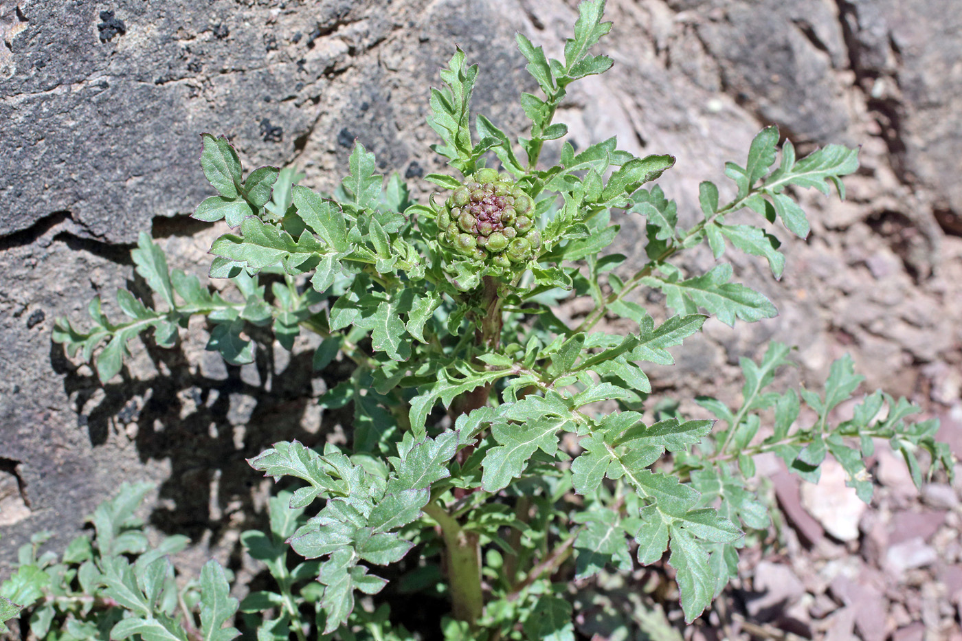 Изображение особи Scrophularia vvedenskyi.