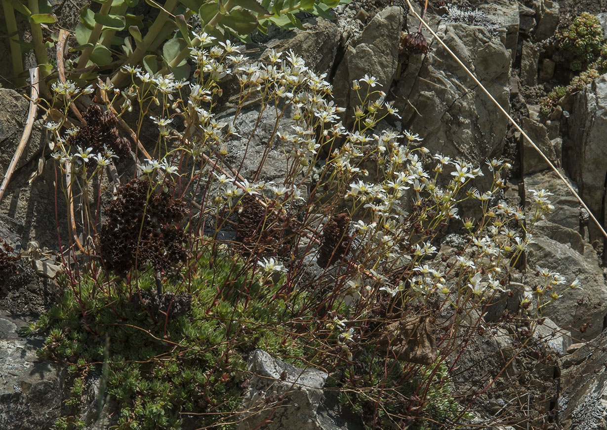 Image of Saxifraga sieversiana specimen.