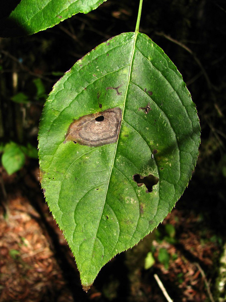 Image of Staphylea colchica specimen.