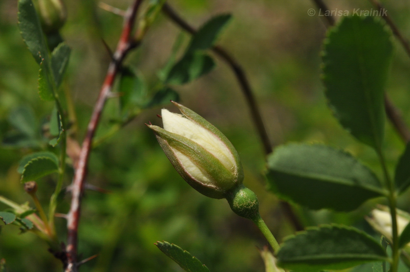 Image of Rosa spinosissima specimen.