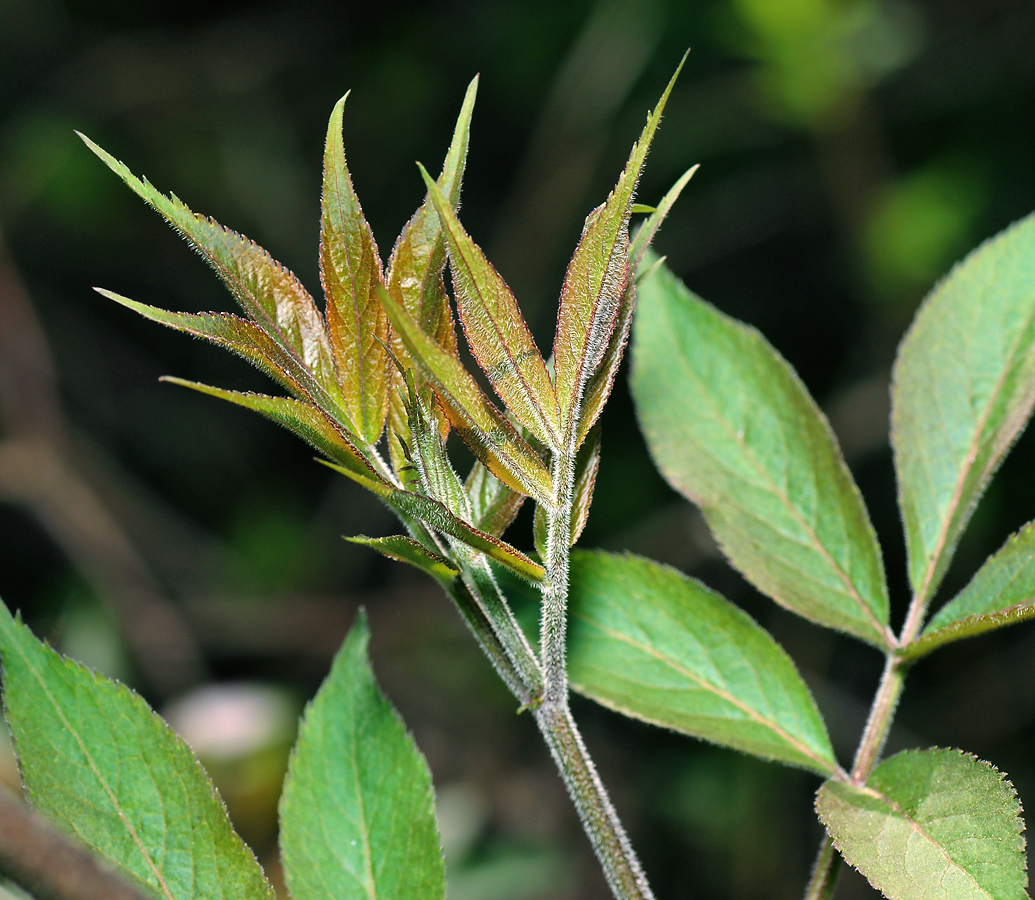 Изображение особи Sambucus racemosa.