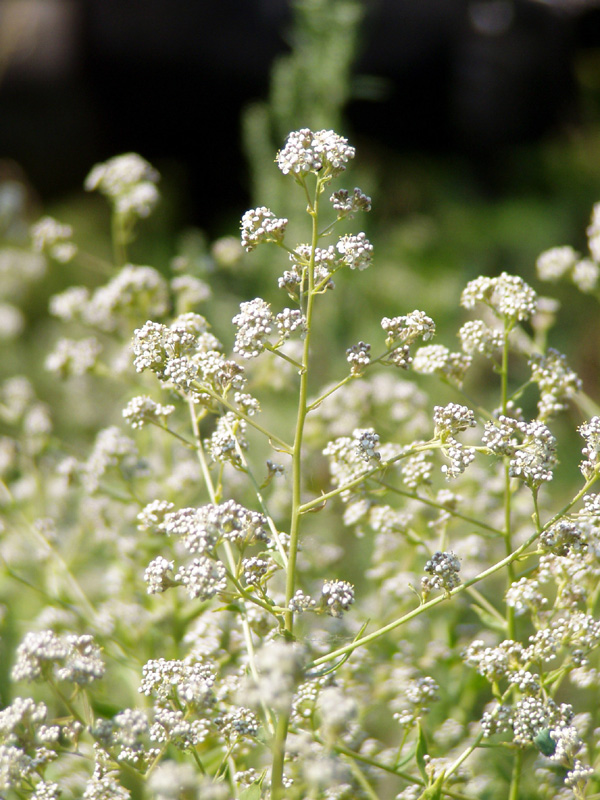 Image of Lepidium latifolium specimen.