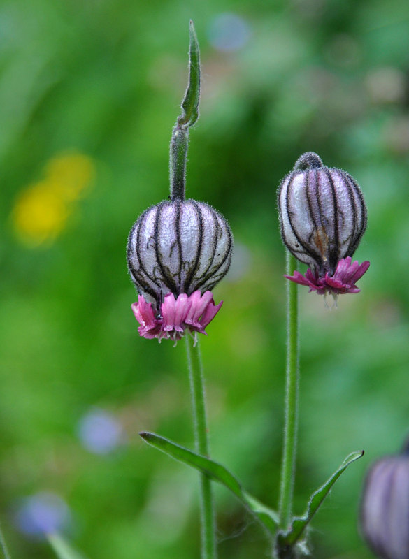 Image of Gastrolychnis tristis specimen.