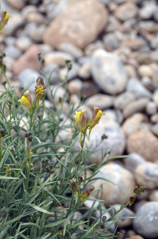 Image of Linaria sessilis specimen.