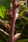 Orobanche pallidiflora. Средняя часть соцветия запоздало цветущего растения. Ленинградская обл., Ломоносовский р-н, у дер. Мал. Забородье, сыроватый крупнотравный луг. 20.09.2015.