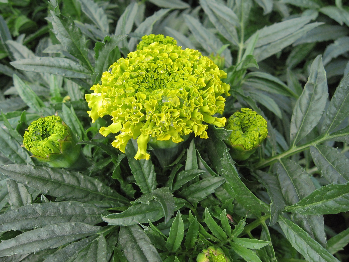 Image of Tagetes erecta specimen.