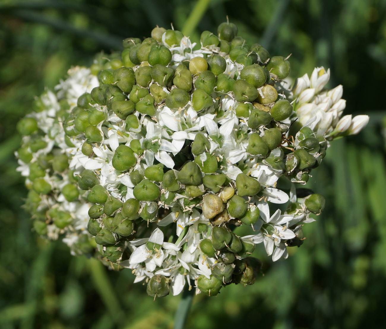 Image of Allium ramosum specimen.