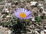 Erigeron heterochaeta