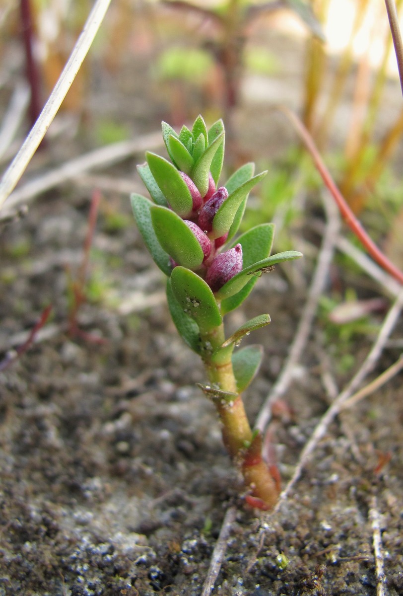 Image of Glaux maritima specimen.