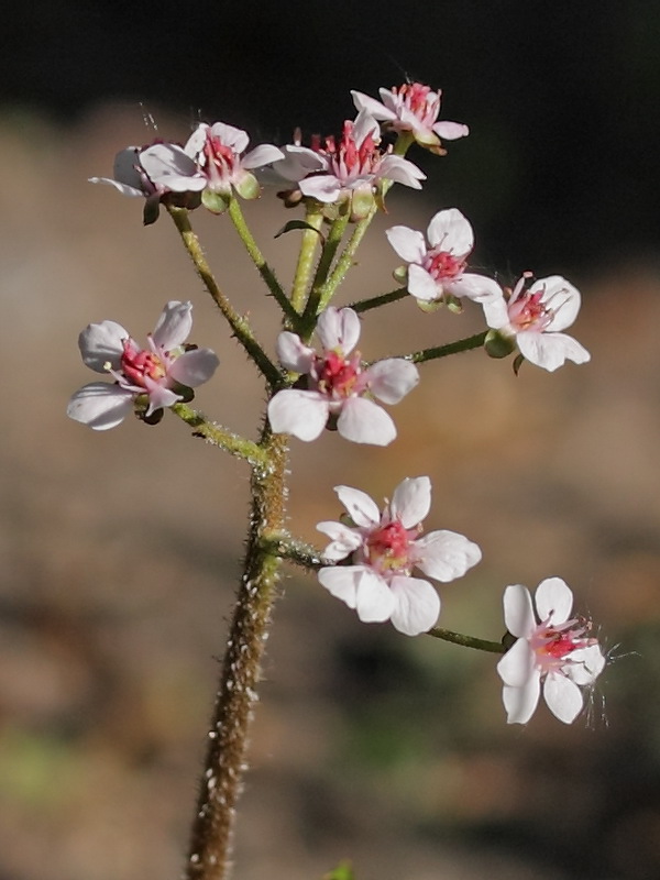 Изображение особи Darmera peltata.