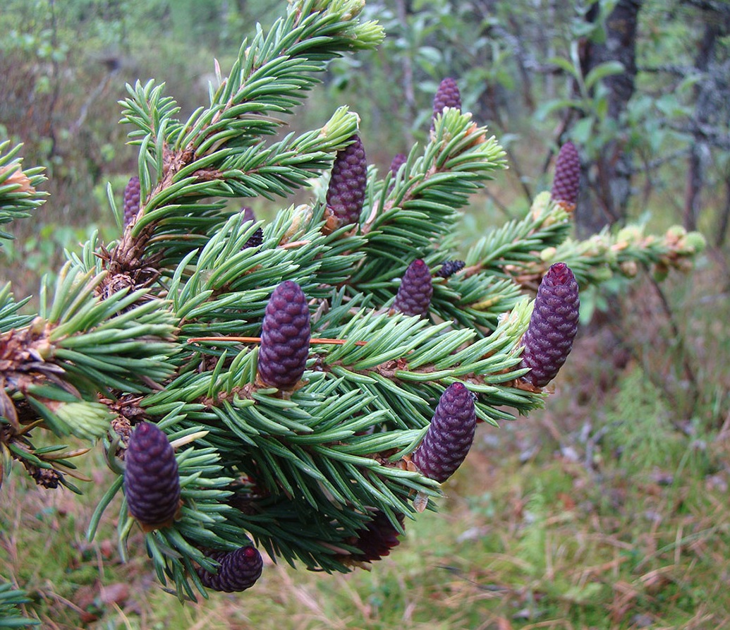 Изображение особи Picea obovata.