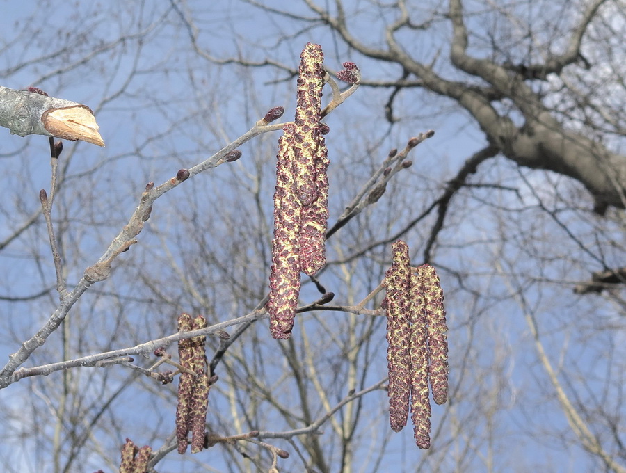 Изображение особи Alnus hirsuta.