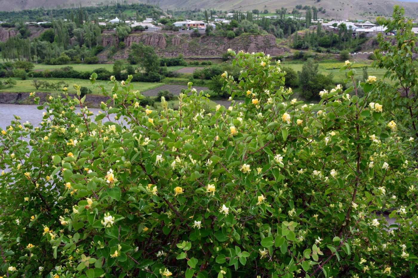 Image of Lonicera iberica specimen.