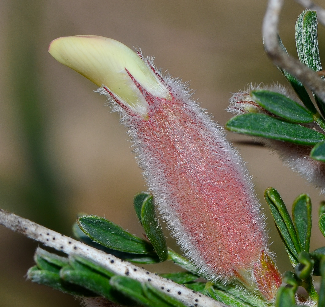 Изображение особи Astragalus spinosus.