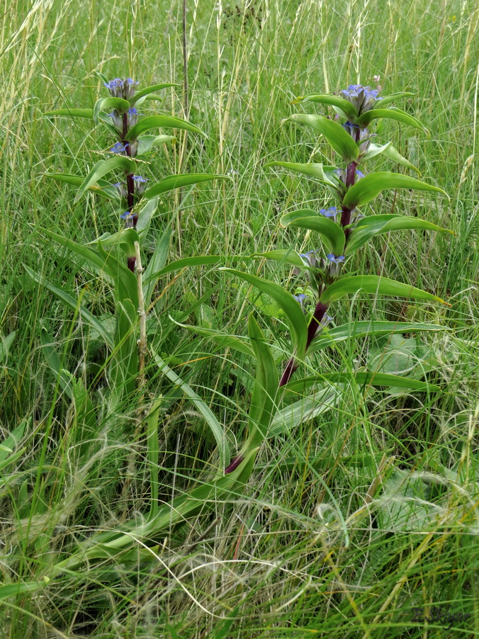 Image of Gentiana cruciata specimen.