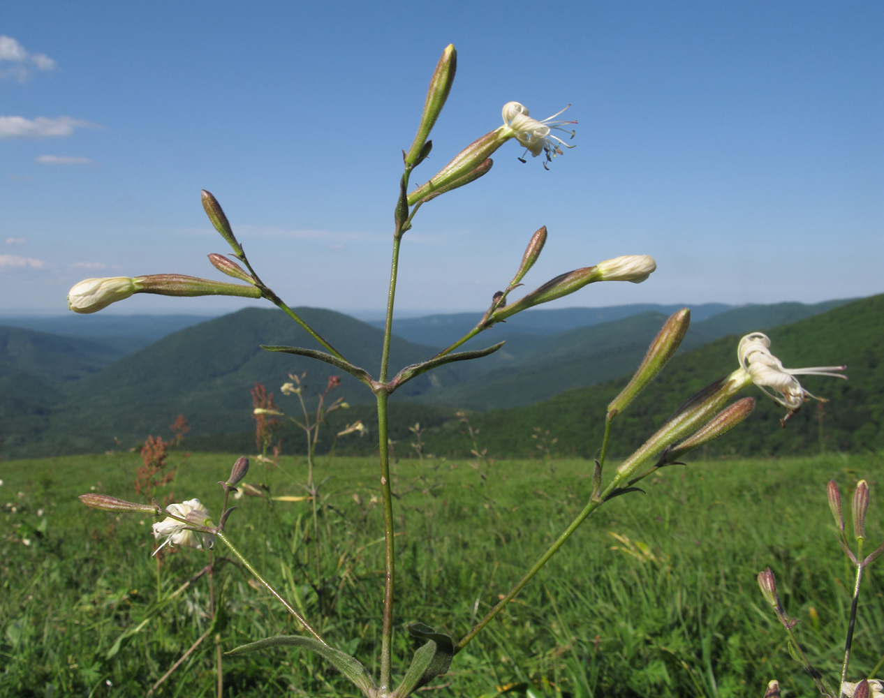 Image of Silene italica specimen.