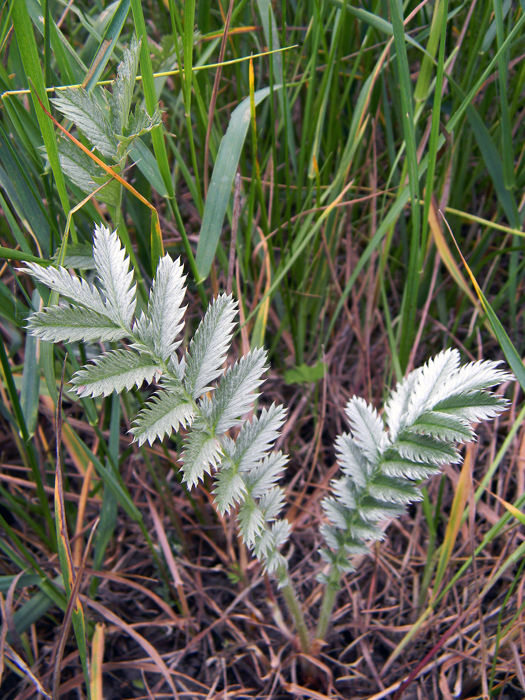 Image of Potentilla anserina specimen.