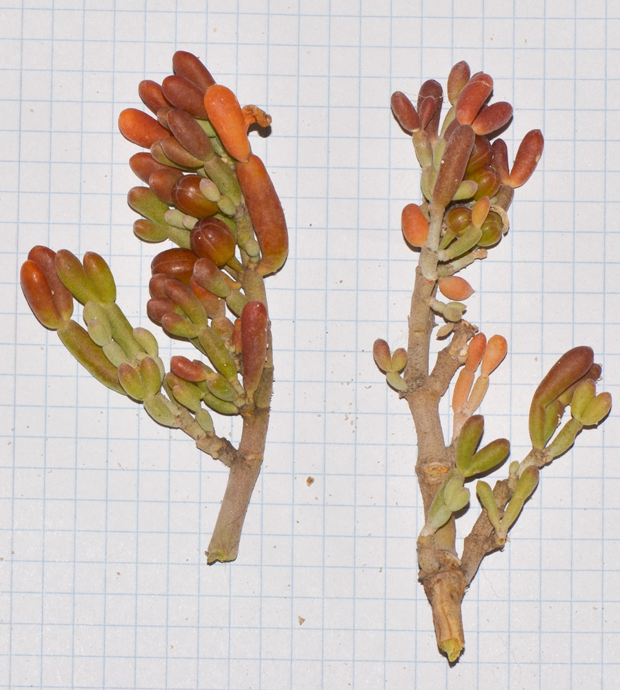 Image of Tetraena fontanesii specimen.