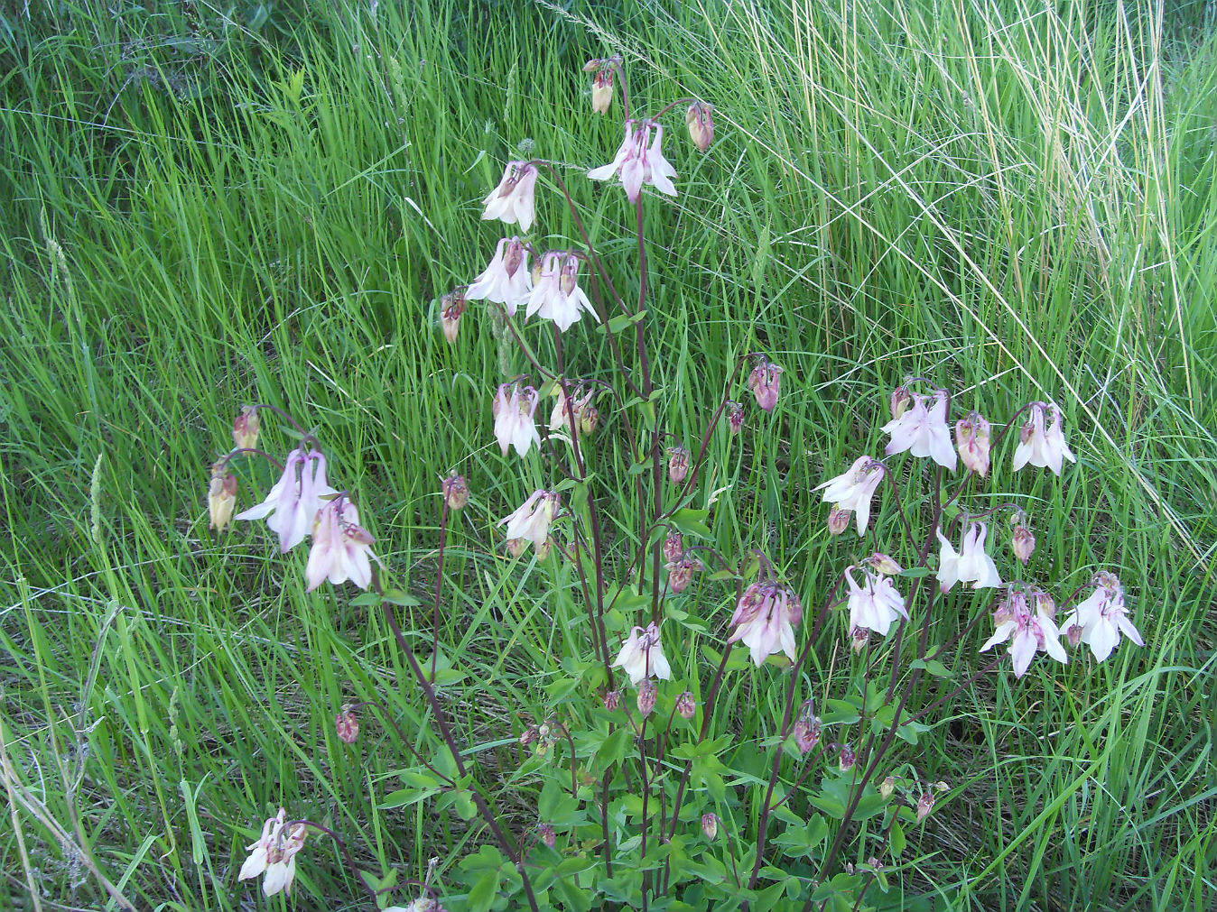 Image of Aquilegia vulgaris specimen.