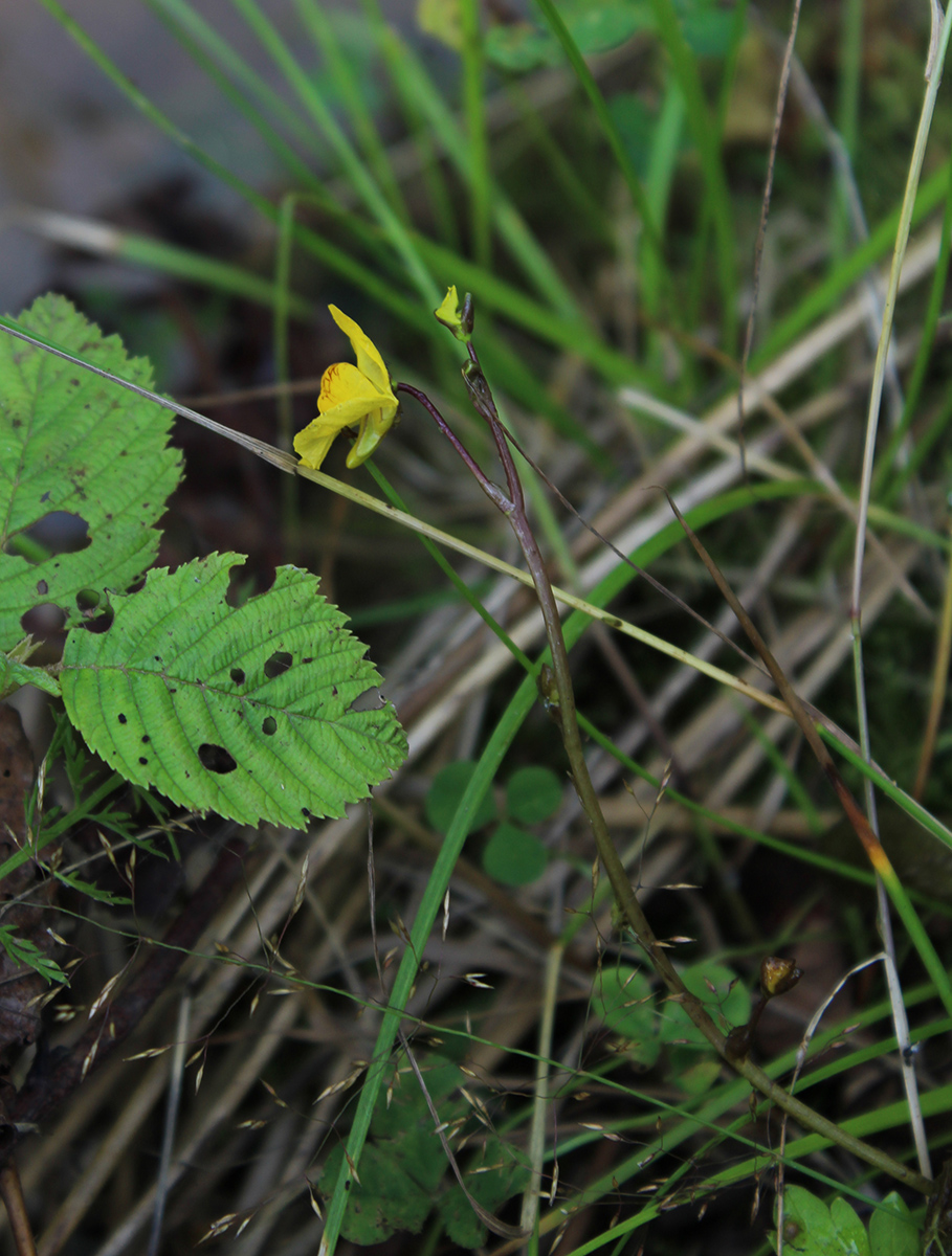 Image of Utricularia &times; neglecta specimen.