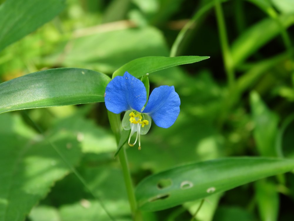 Image of Commelina communis specimen.