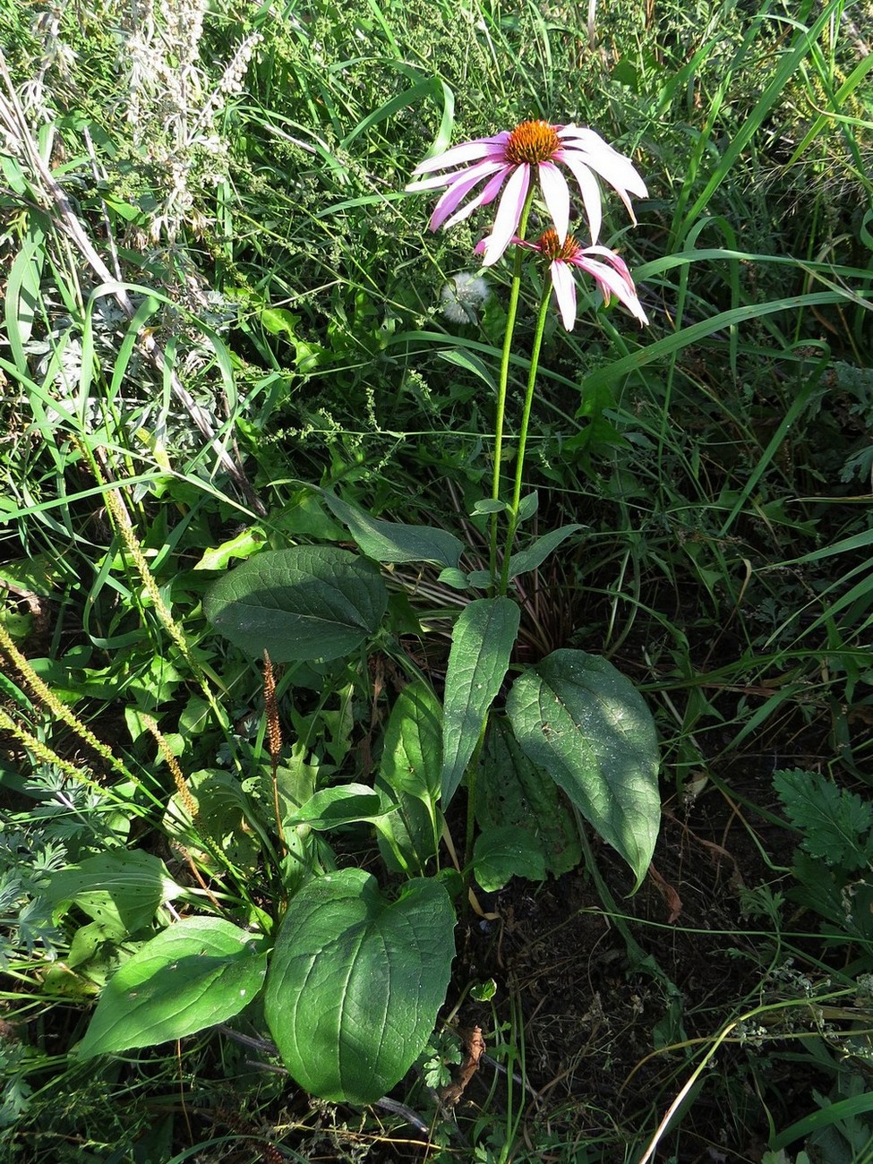 Image of Echinacea purpurea specimen.