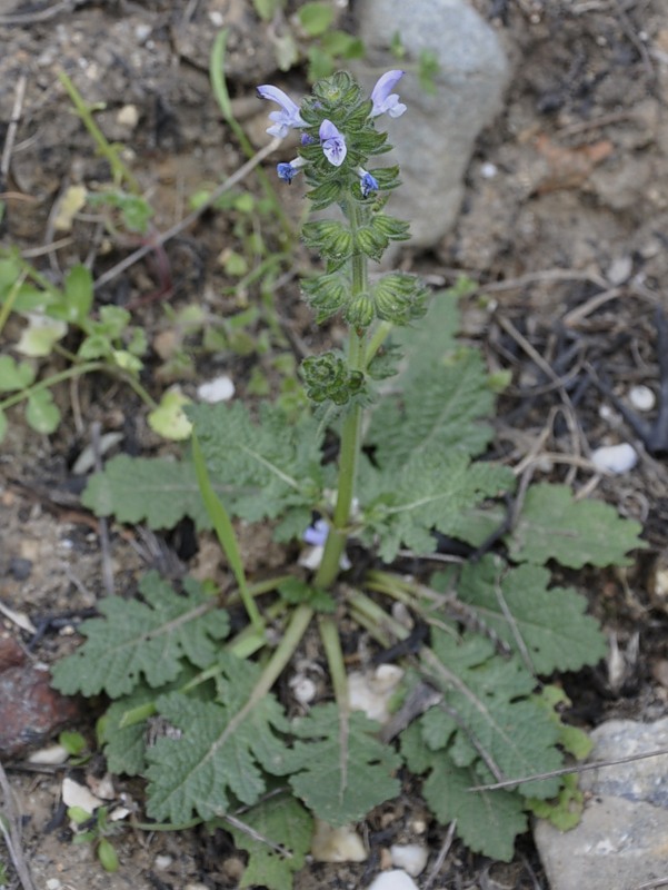 Изображение особи Salvia verbenaca.