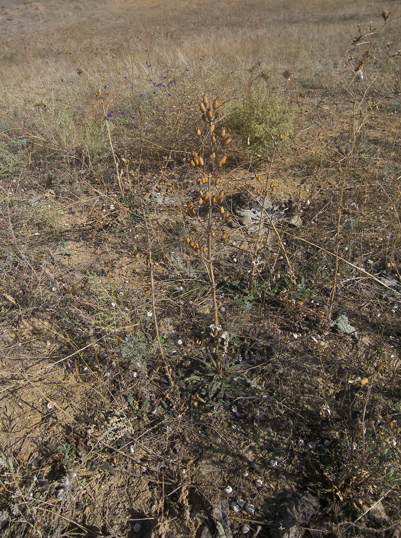 Image of Silene viscosa specimen.