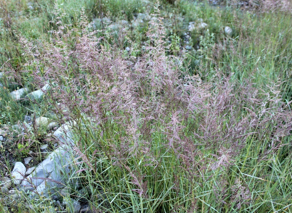 Изображение особи род Calamagrostis.