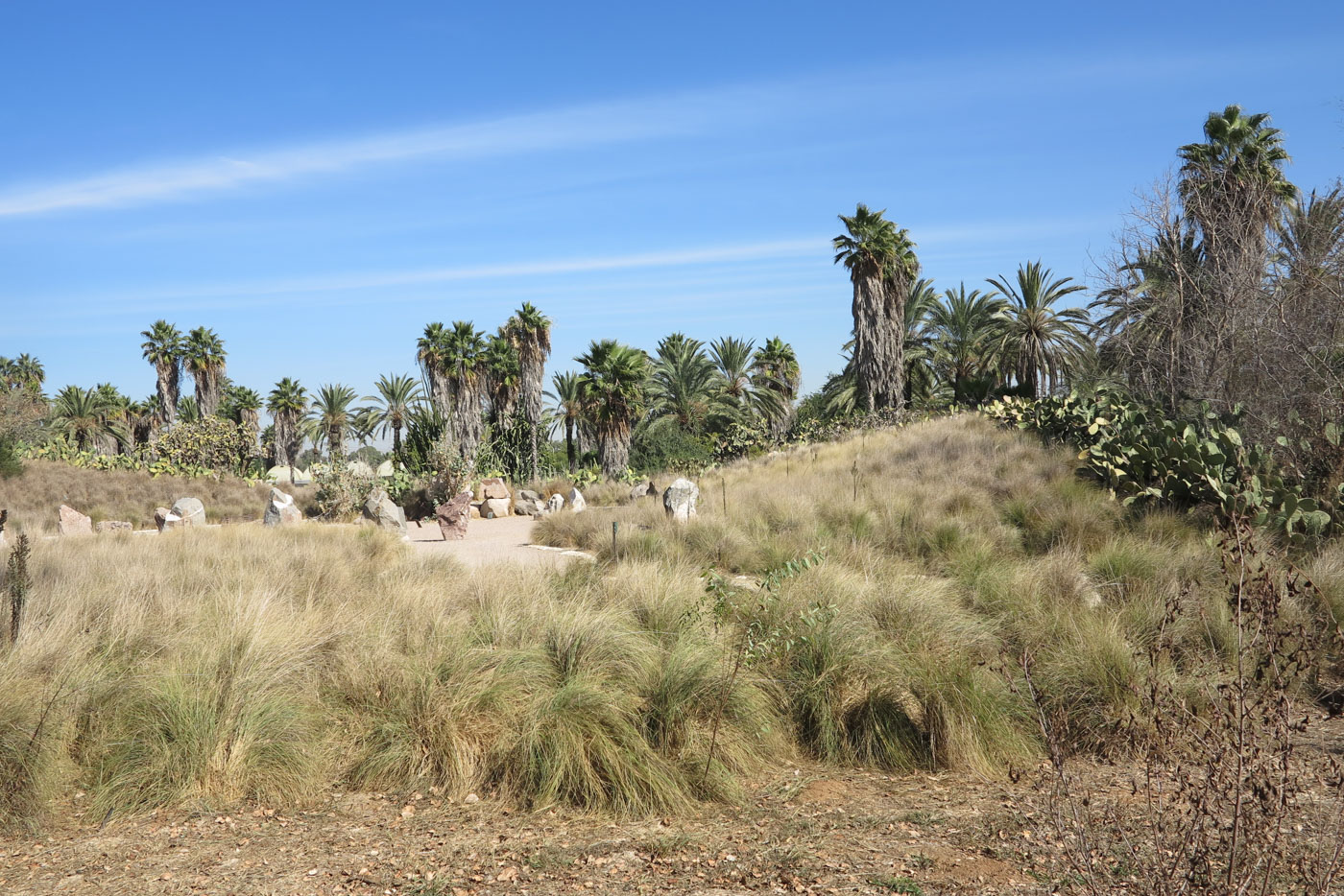 Image of Pennisetum setaceum specimen.