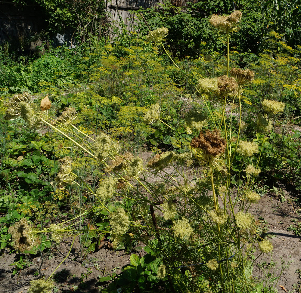 Image of Daucus sativus specimen.