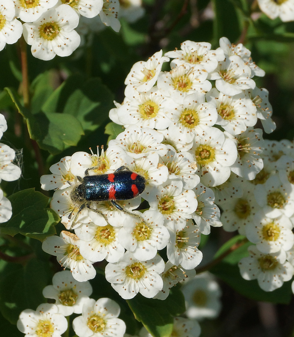 Image of Spiraea trilobata specimen.