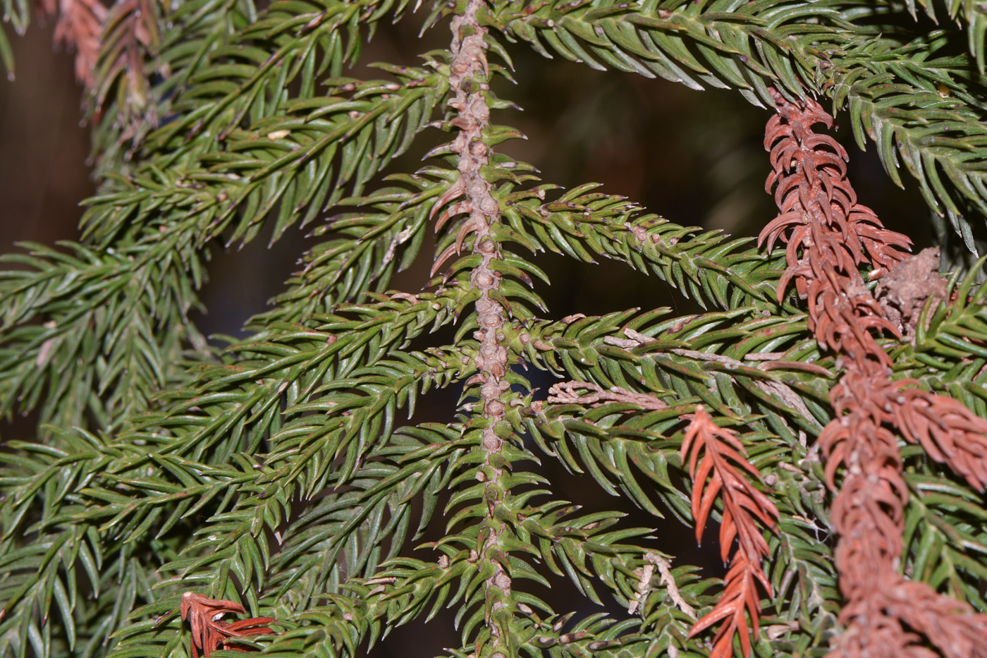 Image of Araucaria angustifolia specimen.