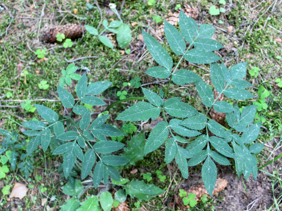 Изображение особи Angelica sylvestris.