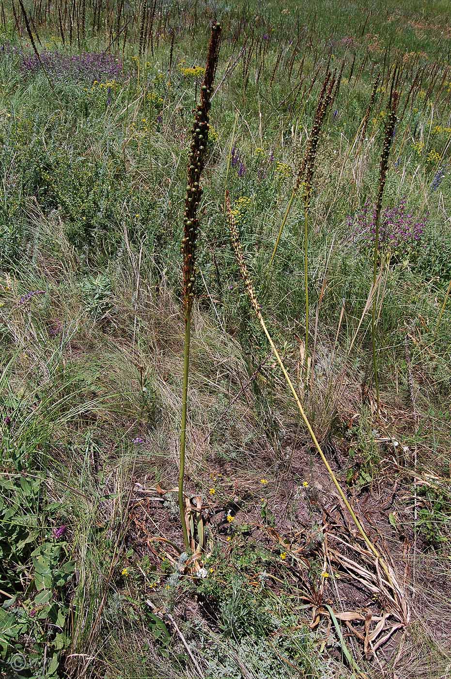 Изображение особи Eremurus spectabilis.