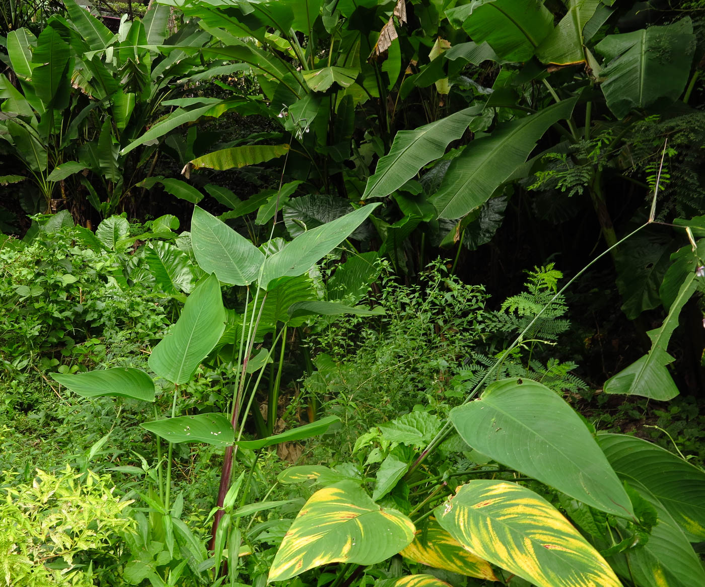 Image of Thalia geniculata specimen.