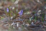 Scilla bifolia