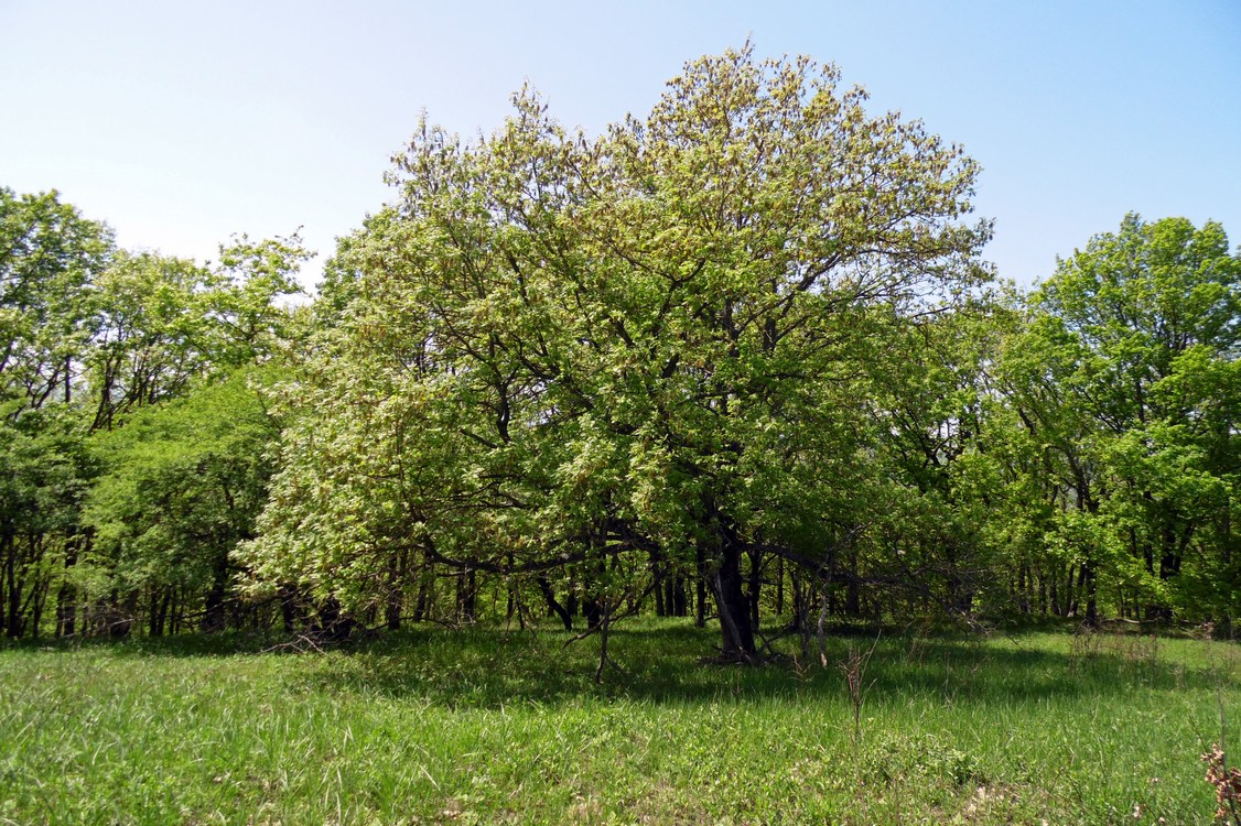 Image of Quercus pubescens specimen.