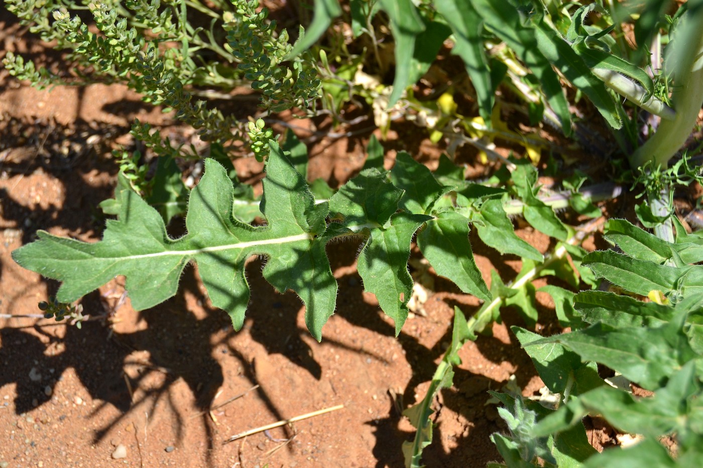 Image of Sisymbrium altissimum specimen.