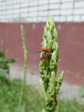 Asparagus officinalis. Молодой генеративный побег сo спаривающимися спаржевыми трещалками (Crioceris duodecimpunctata). Марий Эл, г. Йошкар-Ола, мкр-н Гомзово, в культуре. 11.06.2017.