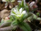 Cerastium подвид tauricum