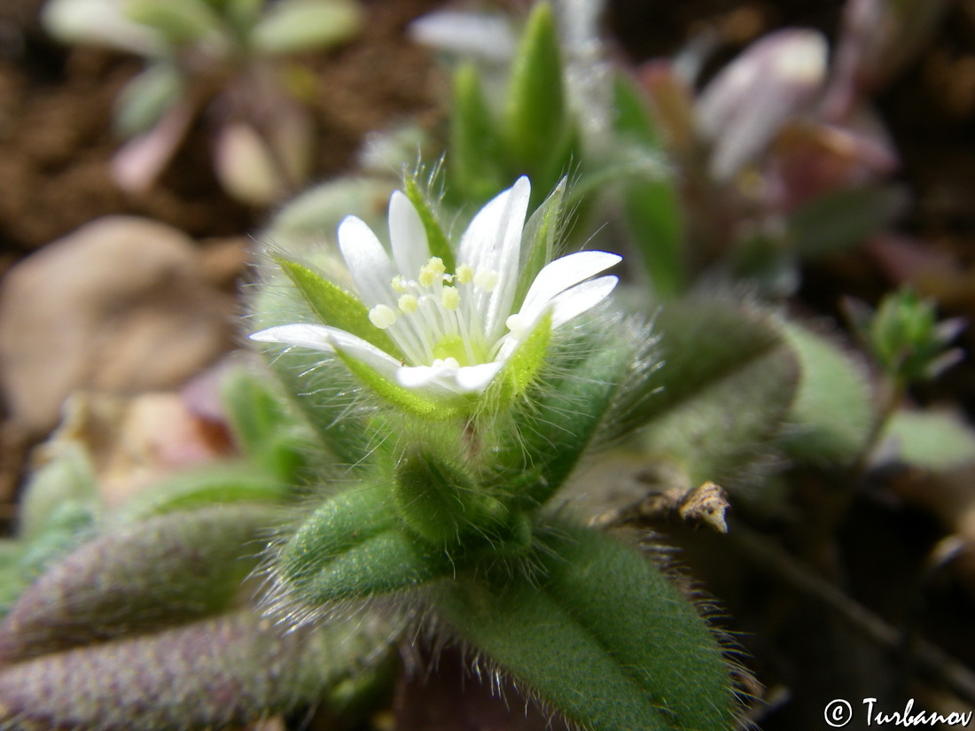 Image of Cerastium brachypetalum ssp. tauricum specimen.