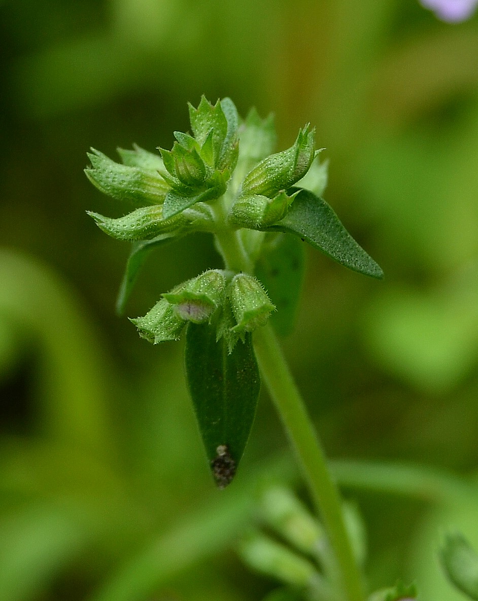 Image of Thymus kirgisorum specimen.