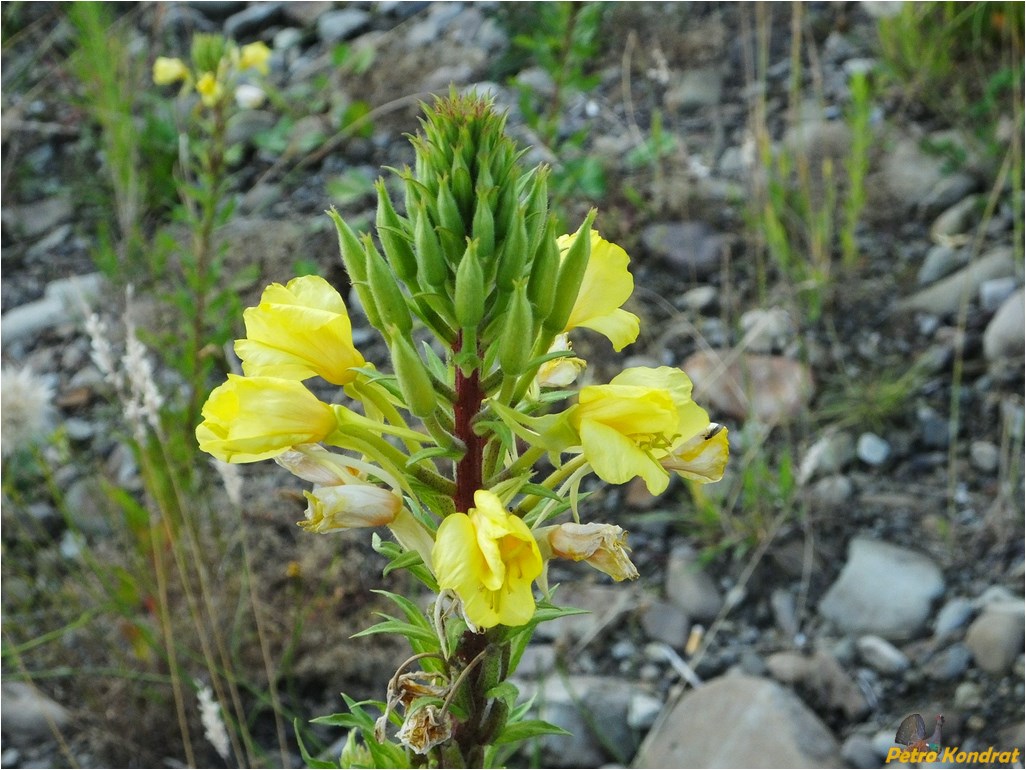 Image of Oenothera rubricaulis specimen.